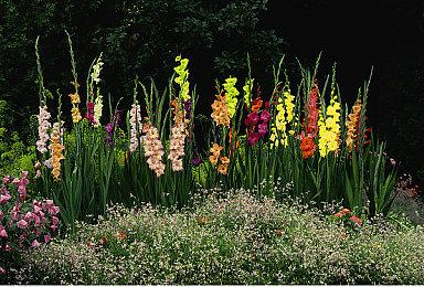 《使命召唤先锋》ESRB分级描述暴力场景 包括斩首